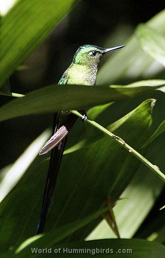 Hummingbird Garden Catalog: Long-Tailed Sylph